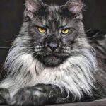 Maine Coon Breeders In Maine