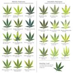 Cannabis Leaf Deficiency Chart