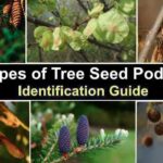 Identify Tree Seed Pods Identification